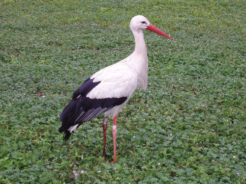 Cigognes alsaciennes